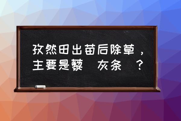 孜然出苗后用什么除草剂 孜然田出苗后除草，主要是藜（灰条）？