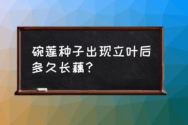 碗莲长藕还要吗 碗莲种子出现立叶后多久长藕？