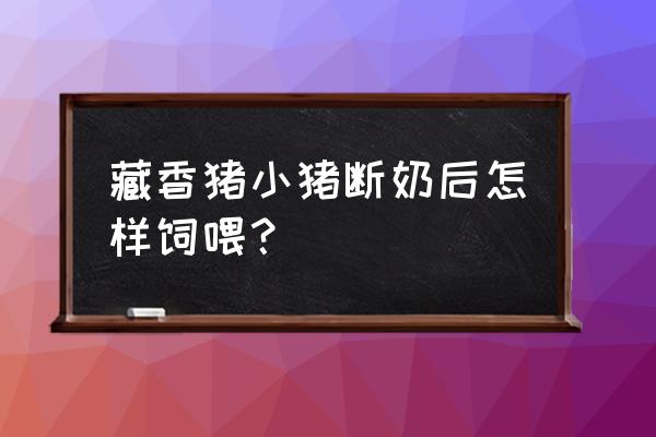 小猪忌奶以后吃什么饲料 藏香猪小猪断奶后怎样饲喂？