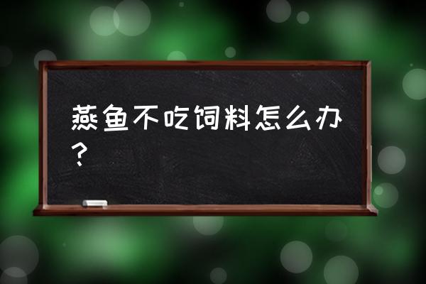 野生鸟什么不吃饲料 燕鱼不吃饲料怎么办？