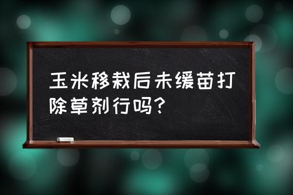 玉米苗后除草剂能在苗前使用吗 玉米移栽后未缓苗打除草剂行吗？