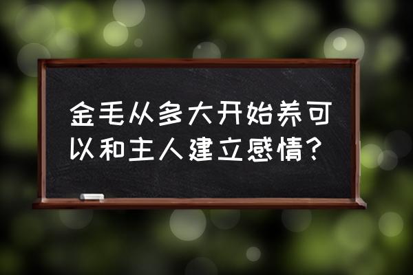 狗养多久才对人有感情 金毛从多大开始养可以和主人建立感情？