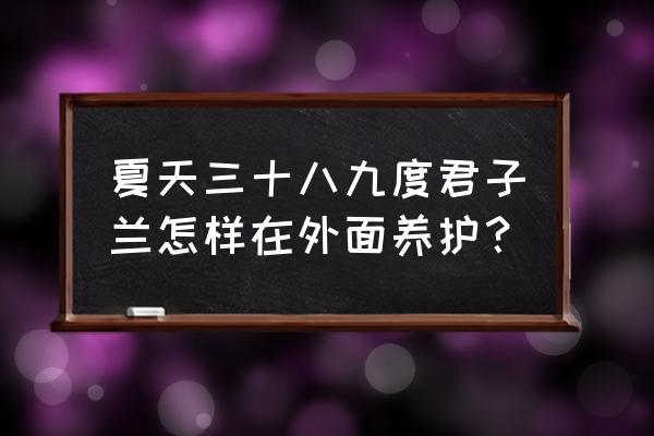 夏天君子兰怎么养 夏天三十八九度君子兰怎样在外面养护？