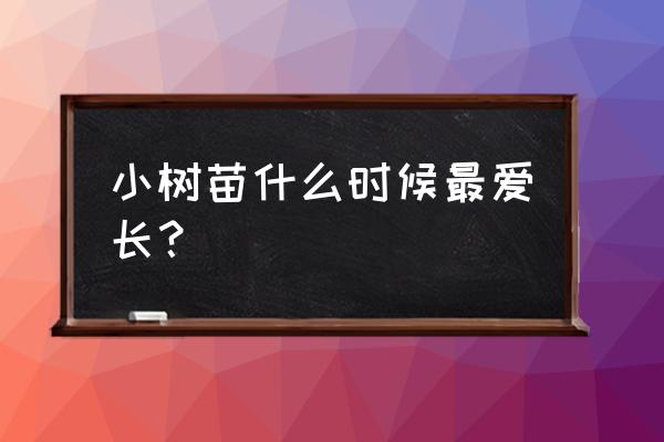 苗木什么时候生长高峰 小树苗什么时候最爱长？