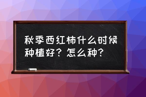 西红柿幼苗怎么栽培 秋季西红柿什么时候种植好？怎么种？