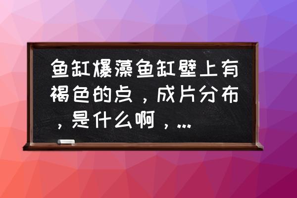 长期服用小球藻的危害 鱼缸爆藻鱼缸壁上有褐色的点，成片分布，是什么啊，怎么处理？