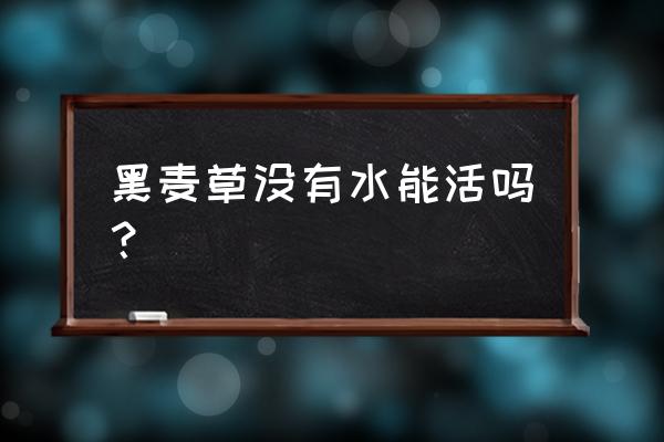 黑麦草可以直接播种吗多久出苗 黑麦草没有水能活吗？