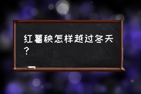 红薯藤冬天怎么保存到明年发芽 红薯秧怎样越过冬天？