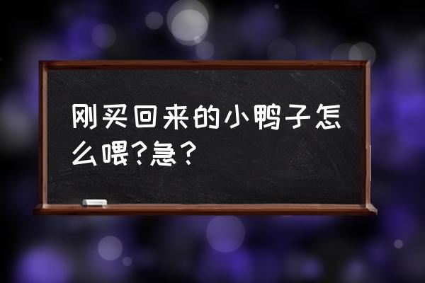 鸭子二次饲养的方法 刚买回来的小鸭子怎么喂?急？