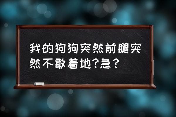 狗狗前腿弯曲不敢着地 我的狗狗突然前腿突然不敢着地?急？