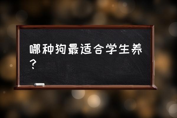 初学者养狗选什么狗狗 哪种狗最适合学生养？