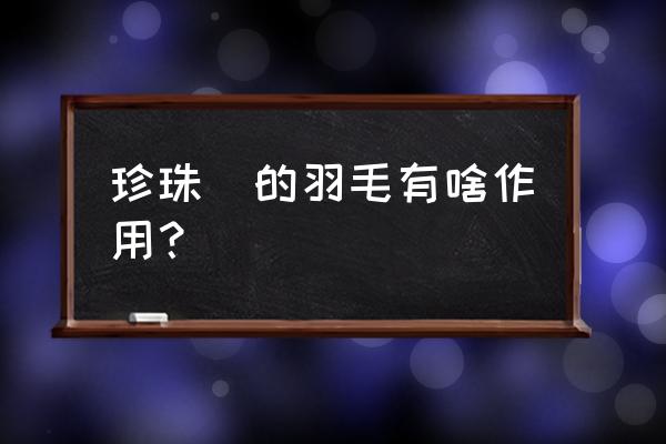 鸡毛回收后做什么 珍珠雞的羽毛有啥作用？