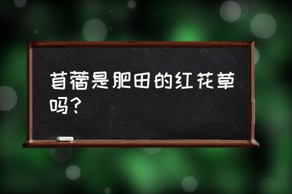 肥田草籽怎么种植 苜蓿是肥田的红花草吗？