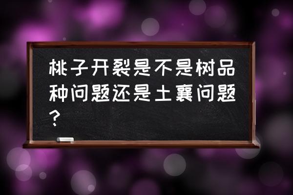 黄桃多大套袋最好 桃子开裂是不是树品种问题还是土襄问题？