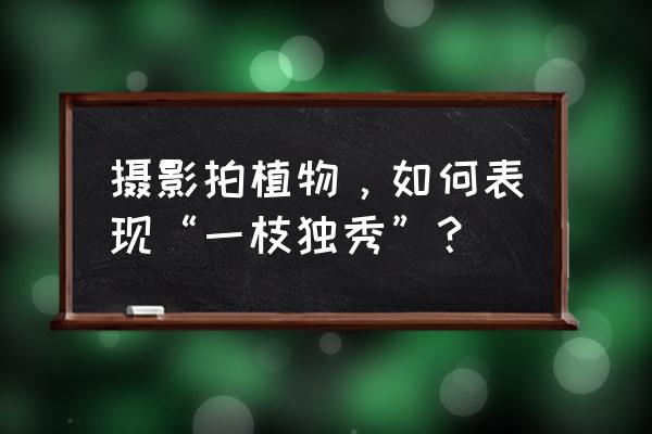 摄影光圈快门感光度口诀诀窍 摄影拍植物，如何表现“一枝独秀”？