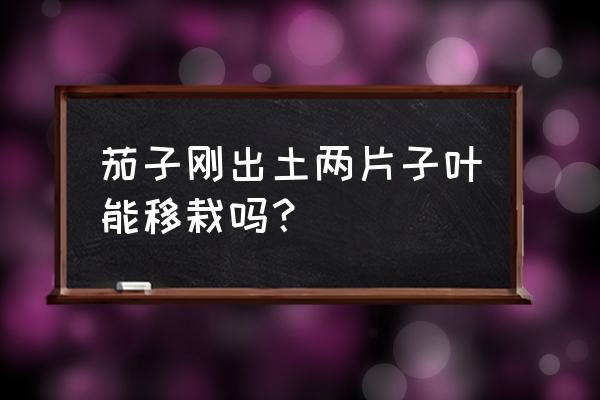 茄子移栽怎么才能长得好 茄子刚出土两片子叶能移栽吗？