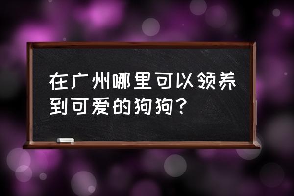 广州开宠物店需要什么条件 在广州哪里可以领养到可爱的狗狗？