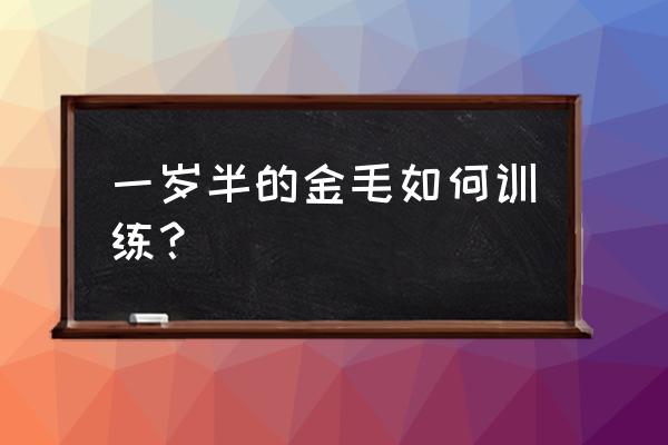 2个月金毛犬训练方法 一岁半的金毛如何训练？