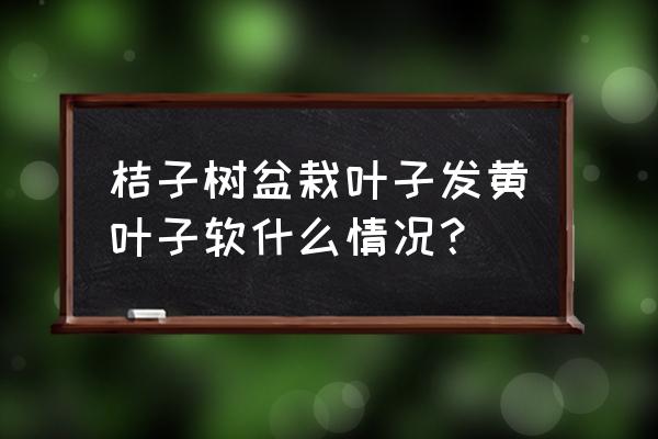 桔子树叶子发黄的处理方法 桔子树盆栽叶子发黄叶子软什么情况？