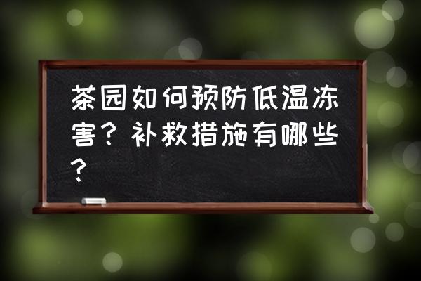 茶园生活小妙招 茶园如何预防低温冻害？补救措施有哪些？