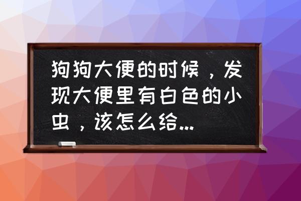 防狗大便神器 狗狗大便的时候，发现大便里有白色的小虫，该怎么给它驱虫比较好呢？