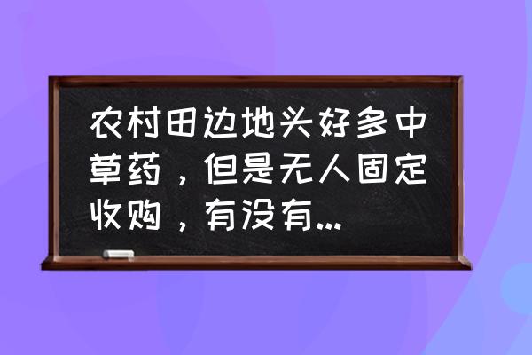 鱼腥草多少钱一斤哪地方收购 农村田边地头好多中草药，但是无人固定收购，有没有卖出去的方法？