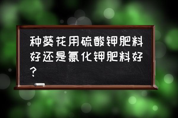 向日葵怎么施肥最好 种葵花用硫酸钾肥料好还是氯化钾肥料好？