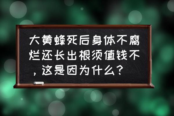 金蝉花食用要去掉的部位 大黄蜂死后身体不腐烂还长出根须值钱不，这是因为什么？