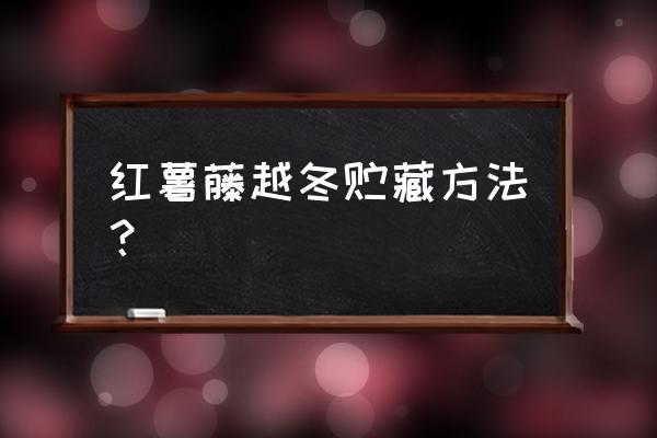 红薯藤怎么留到第二年栽种 红薯藤越冬贮藏方法？