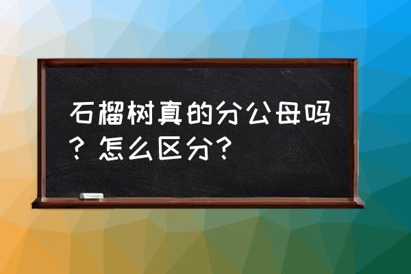 石榴树公花母花怎么区分 石榴树真的分公母吗？怎么区分？