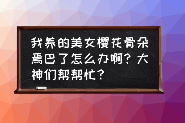 美女樱幼苗养护的技巧 我养的美女樱花骨朵焉巴了怎么办啊？大神们帮帮忙？