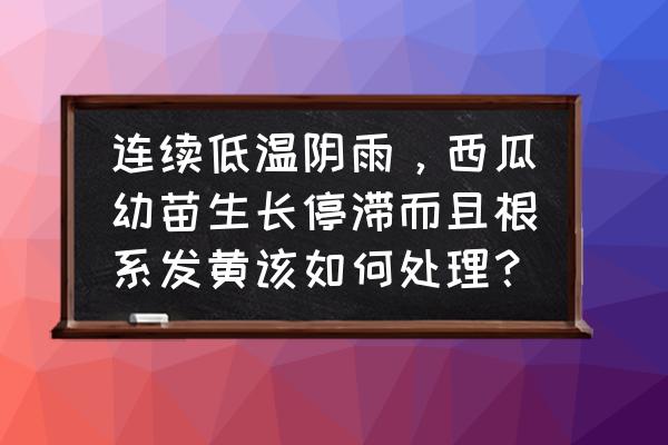 西瓜移栽后遇到连续阴雨天怎么办 连续低温阴雨，西瓜幼苗生长停滞而且根系发黄该如何处理？