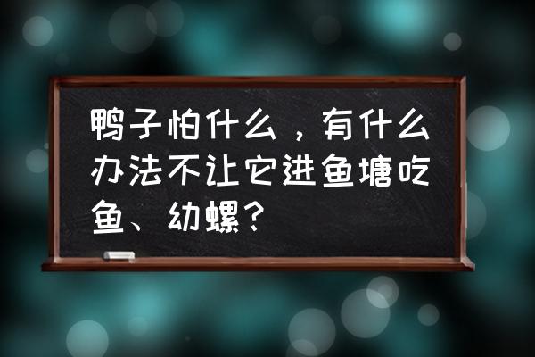 养鸭子的10个技巧 鸭子怕什么，有什么办法不让它进鱼塘吃鱼、幼螺？