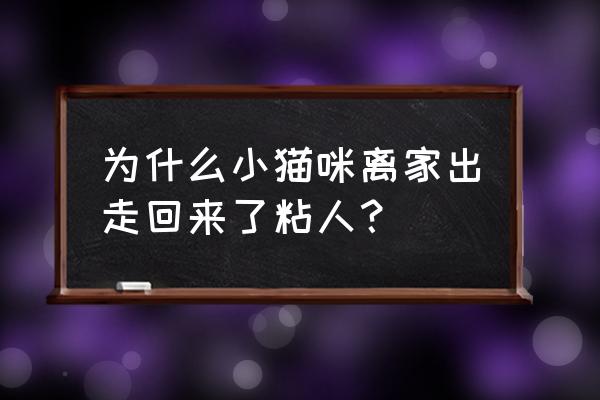 为什么猫咪穿上衣服就老实了 为什么小猫咪离家出走回来了粘人？