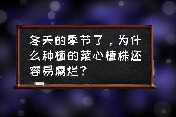 盆种小菜不长咋办 冬天的季节了，为什么种植的菜心植株还容易腐烂？