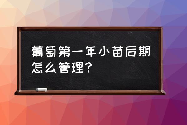 一年的葡萄苗什么时候栽种好 葡萄第一年小苗后期怎么管理？