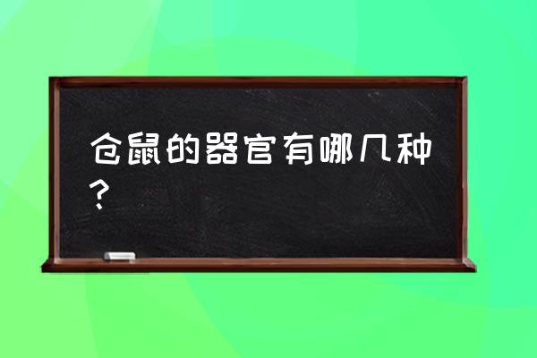 为什么鼠类牙齿是黄的 仓鼠的器官有哪几种？