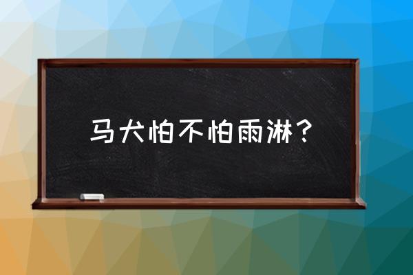 小马犬有臭味怎么回事 马犬怕不怕雨淋？