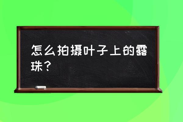 app怎么把图片变得清晰透亮 怎么拍摄叶子上的露珠？