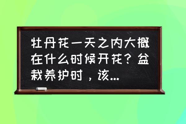 牡丹花开花什么季节最好 牡丹花一天之内大概在什么时候开花？盆栽养护时，该注意些什么？