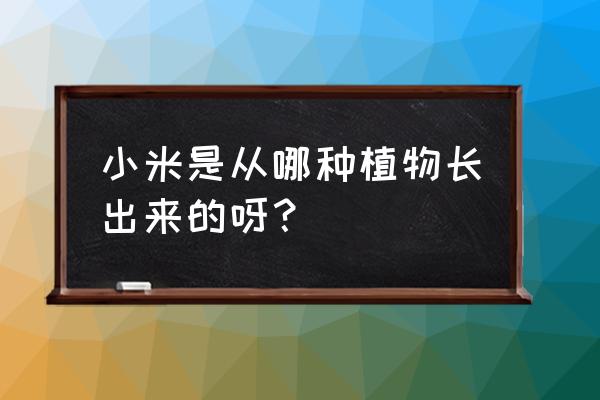 小米最初是由哪种植物培育而来的 小米是从哪种植物长出来的呀？