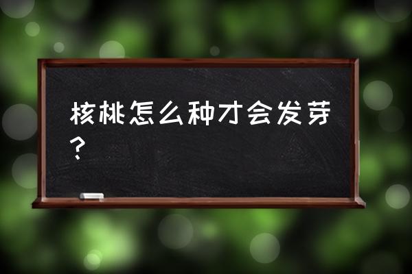 核桃种植技巧方法教程 核桃怎么种才会发芽？