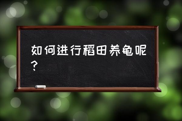 稻田养小龙虾的技术要点 如何进行稻田养龟呢？