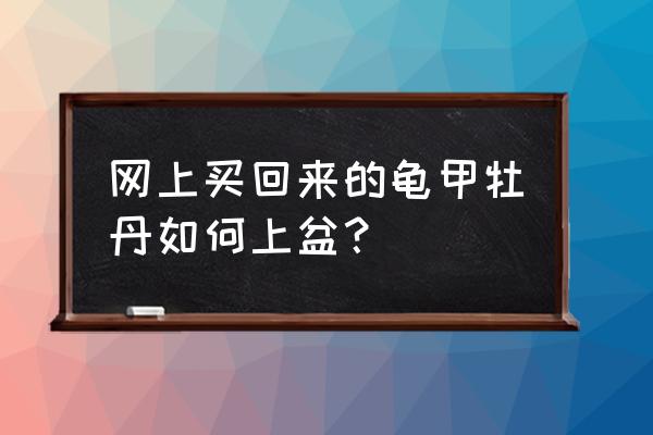 龟甲牡丹为什么不能乱养 网上买回来的龟甲牡丹如何上盆？