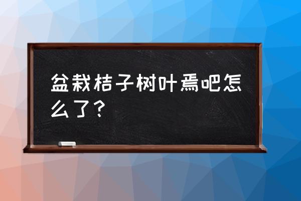 桔子树叶的外形特征 盆栽桔子树叶焉吧怎么了？