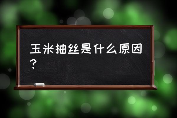 玉米出现早衰根系发黑是怎么回事 玉米抽丝是什么原因？