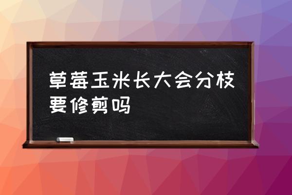 草莓玉米什么时候种植最好 草莓玉米长大会分枝要修剪吗