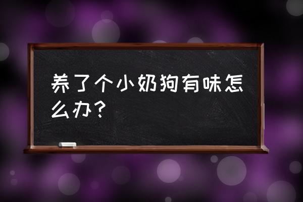 宠物发出臭味怎么处理 养了个小奶狗有味怎么办？