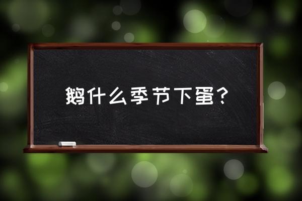 大鹅养殖的最佳季节 鹅什么季节下蛋？