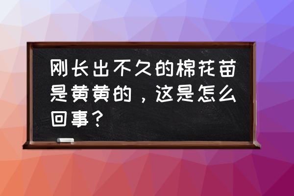 盐碱地种棉花不出苗怎么处理 刚长出不久的棉花苗是黄黄的，这是怎么回事？